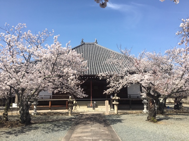 教信寺の桜満開 加古川の腎臓や透析治療の専門医 きたうらクリニック